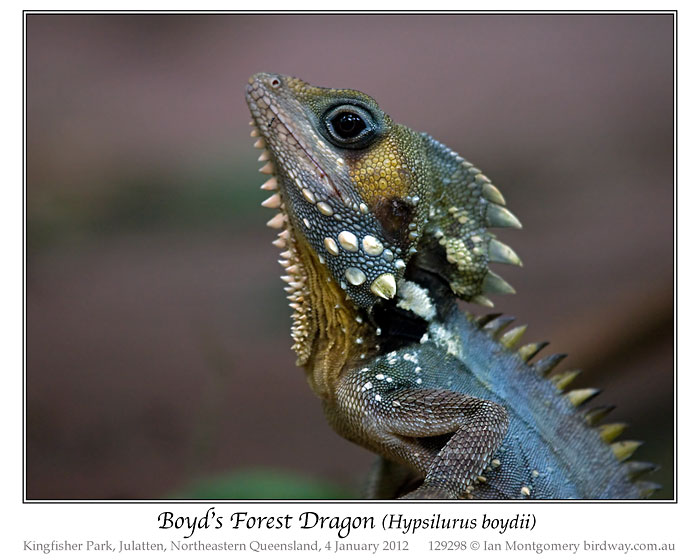 Boyd's Forest Dragon by Ian Montgomery