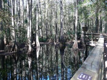 Cypress Swamp Highlands Hammock SP 11-14-2009 by Lee