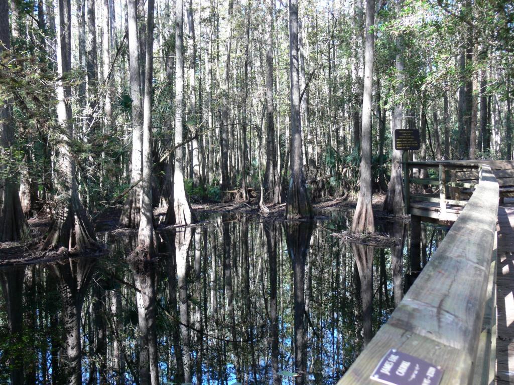 Cypress Swamp Highlands Hammock SP 11-14-2009 by Lee