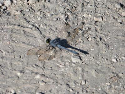 Dragonfly by Lee at Circle B