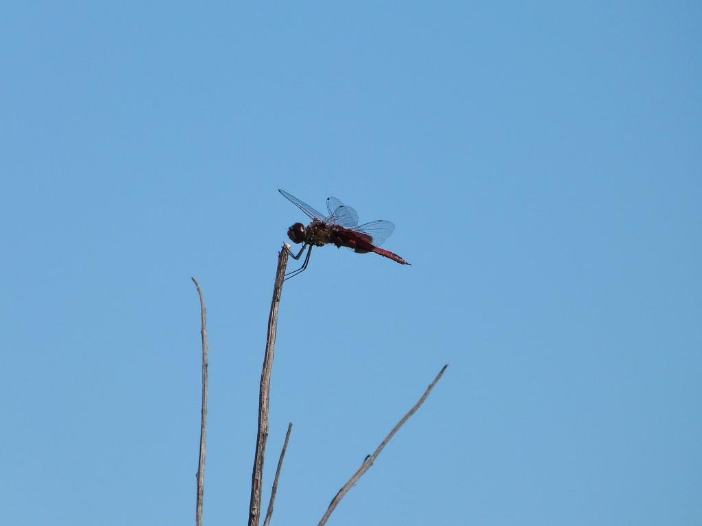 Dragonfly by Lee at Circle B