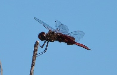Dragonfly cropped by Lee at Circle B