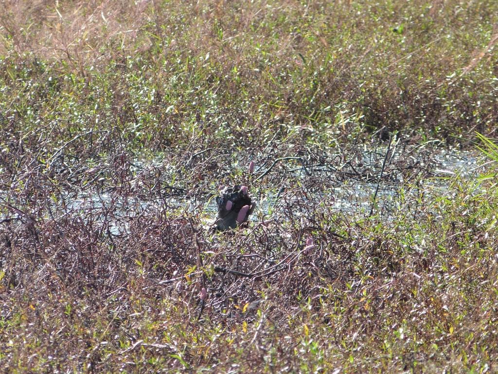 Interesting plant growth by Lee at Circle B