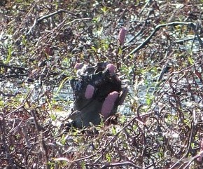 Interesting plant growth cropped by Lee at Circle B