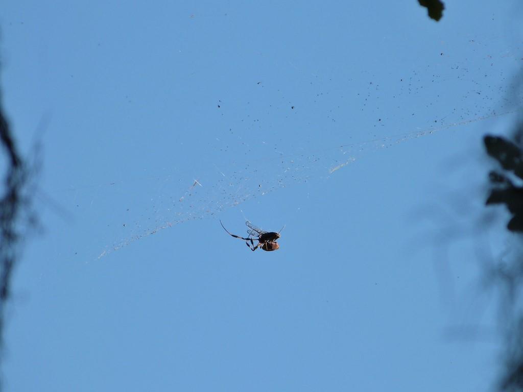 Spider with preyc by Lee at Circle B