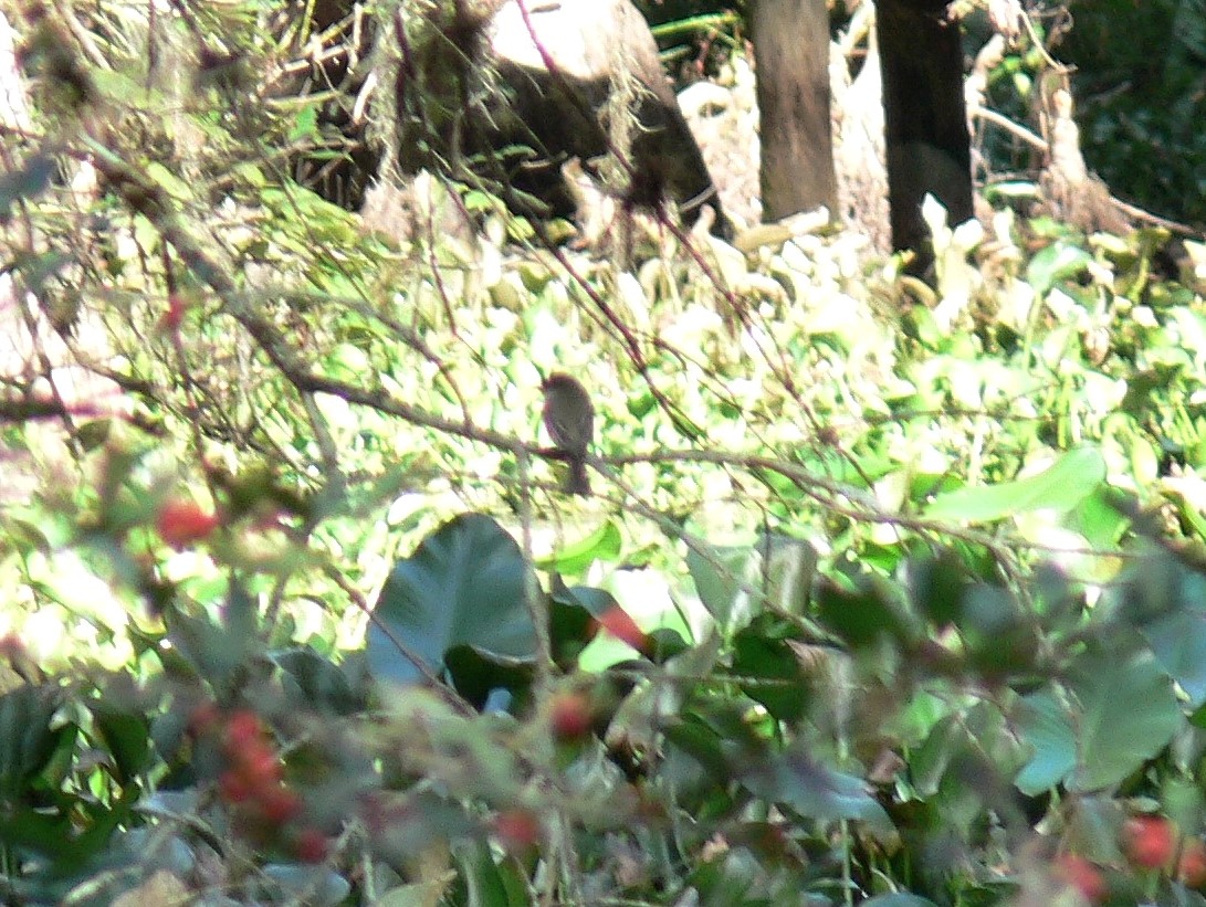 Unknown Bird Cypress Swamp
