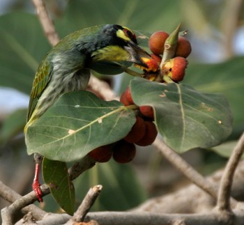 Coppersmith Barbet (Megalaima haemacephala) ©WikiC Feeding