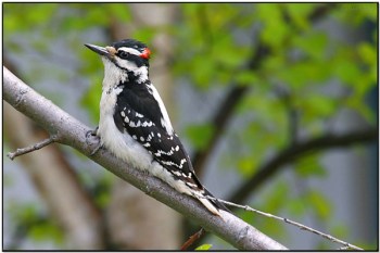Hairy Woodpecker (Picoides villosus) by Daves BirdingPix Hairy Woodpecker (Picoides villosus) by Daves BirdingPix