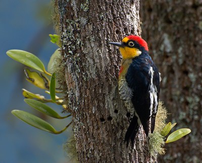 Yellow-fronted Woodpecker (Melanerpes flavifrons) by Dario Sanches