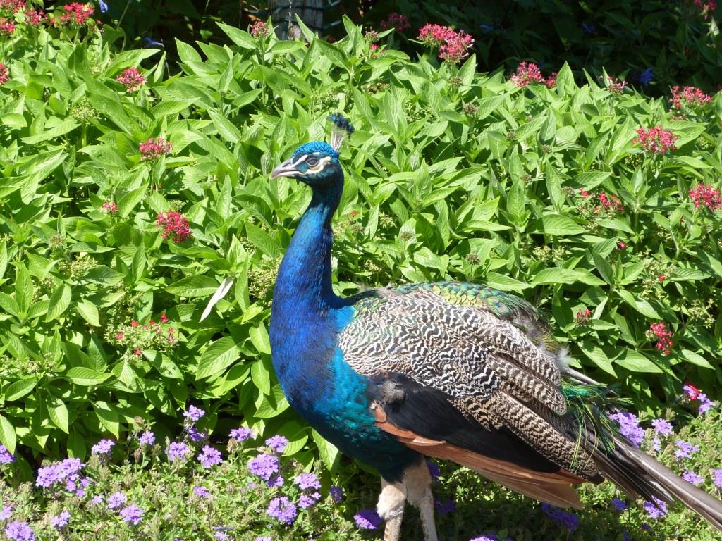 Indian Peafowl (Pavo cristatus) at Cincinnati Zoo by Lee