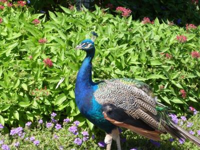 Indian Peafowl (Pavo cristatus) at Cincinnati Zoo by Lee