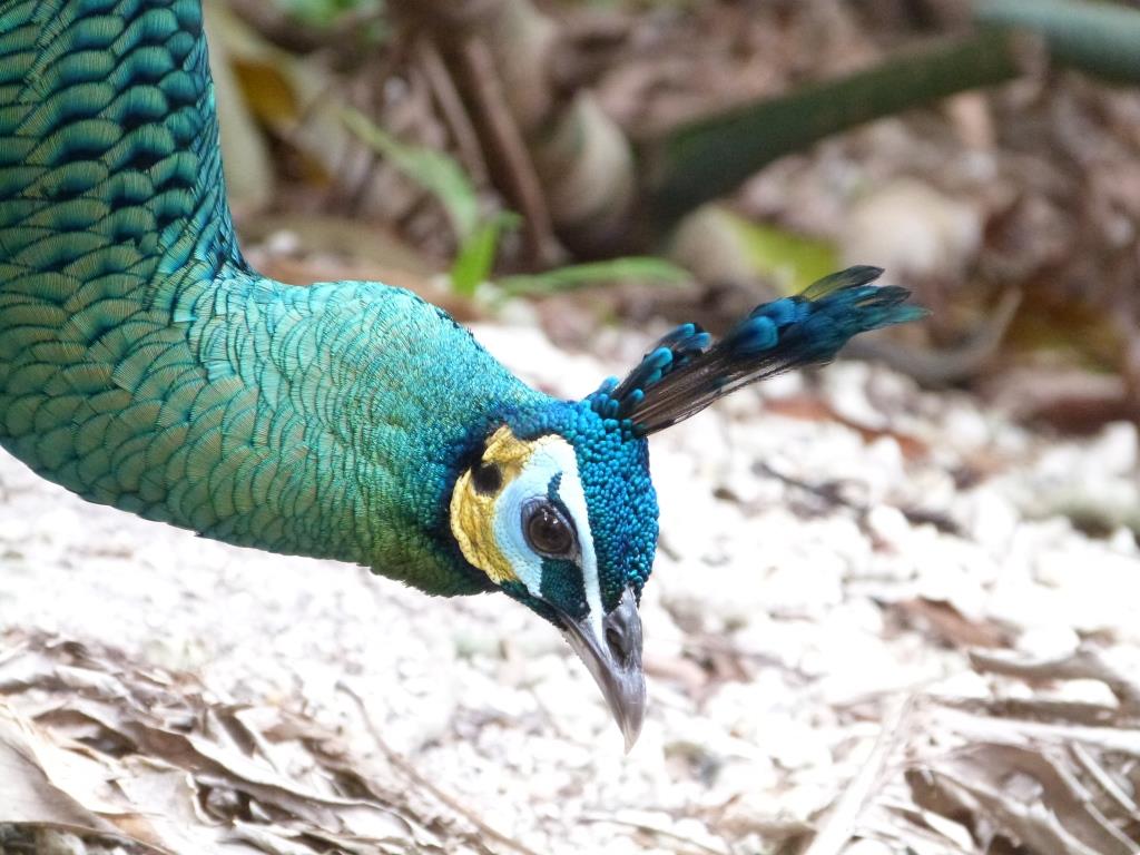 (Javan) Green Peafowl (Pavo muticus muticus) by Lee at Zoo Miami
