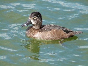 Ring-necked Duck (Aythya collaris) at Lake Morton by Lee