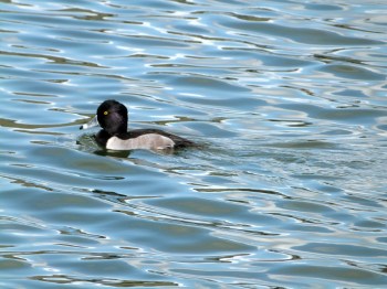 Ring-necked Duck (Aythya collaris) Male at Lake Morton by Lee