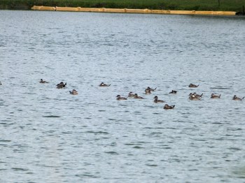 Ruddy Duck (Oxyura jamaicensis) at Lake Morton by Lee