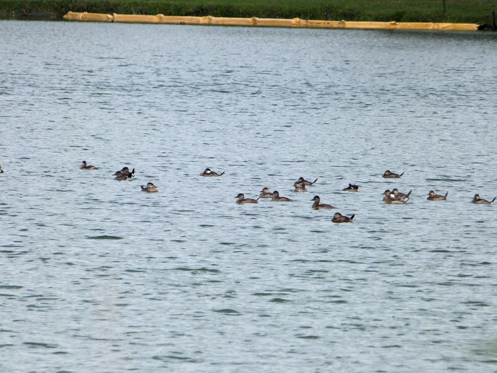Ruddy Duck (Oxyura jamaicensis) at Lake Morton by Lee