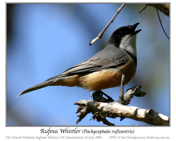 Rufous Whistler (Pachycephala rufiventris) by Ian