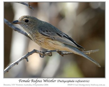 Rufous Whistler (Pachycephala rufiventris) Female by Ian