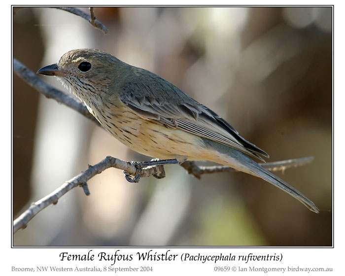 Rufous Whistler (Pachycephala rufiventris) Female by Ian