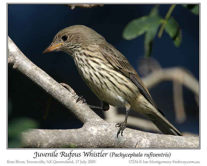 Rufous Whistler (Pachycephala rufiventris) Juvenile by Ian