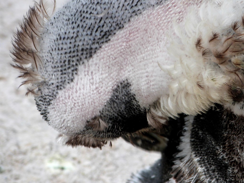 African Penguin (Spheniscus demersus) by Lee LPZ