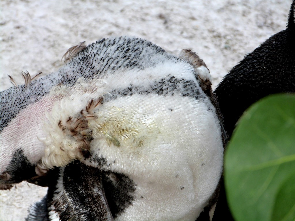 African Penguin (Spheniscus demersus) by Lee LPZ
