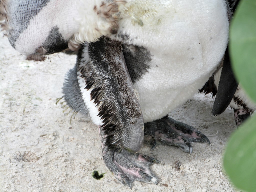African Penguin (Spheniscus demersus) by Lee LPZ