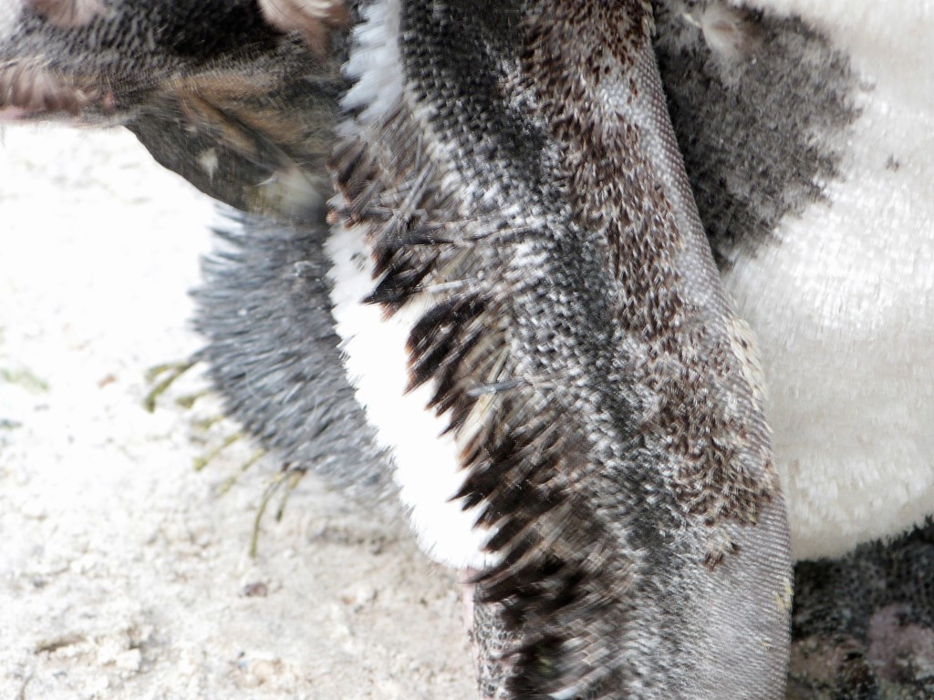 African Penguin (Spheniscus demersus) by Lee LPZ