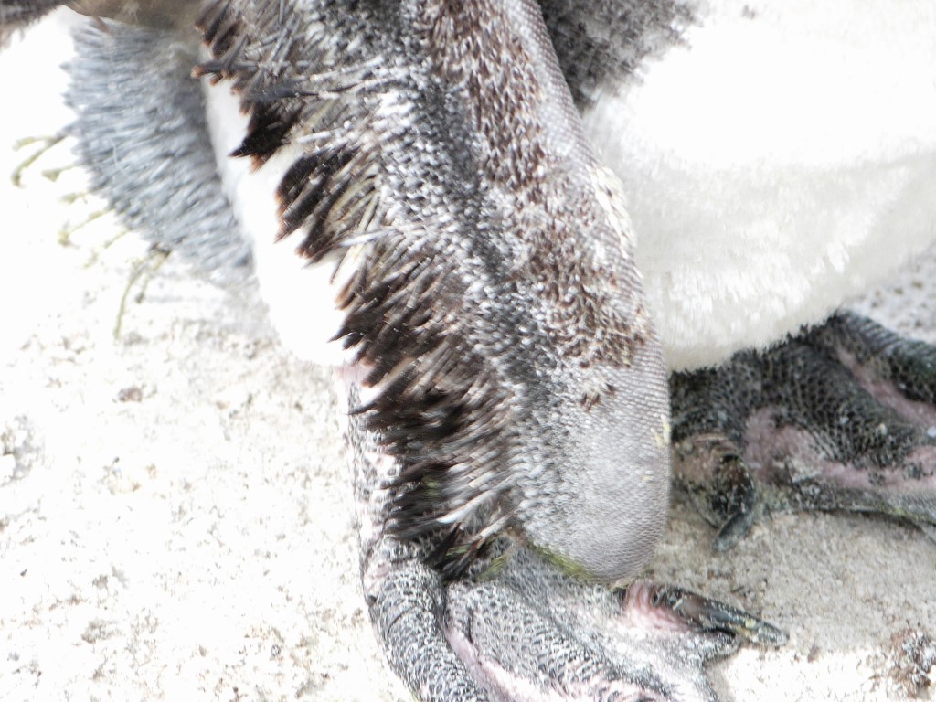 African Penguin (Spheniscus demersus) by Lee LPZ