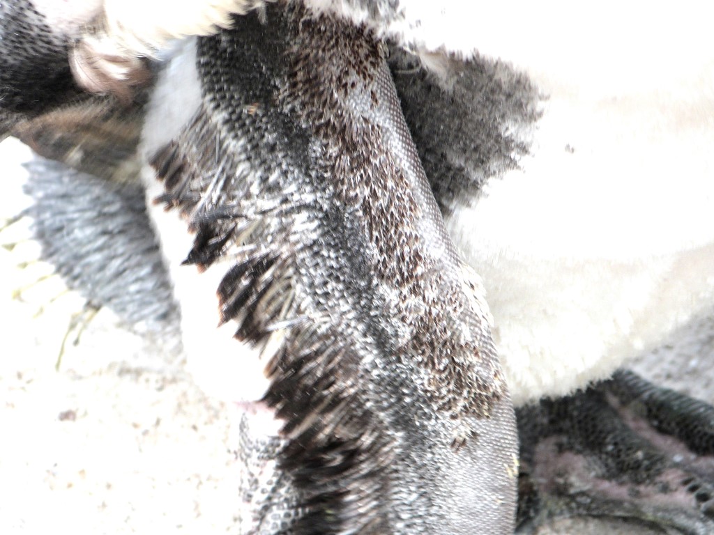 African Penguin (Spheniscus demersus) by Lee LPZ