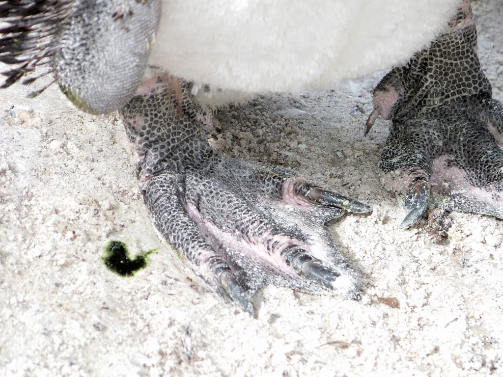 African Penguin (Spheniscus demersus) by Lee LPZ