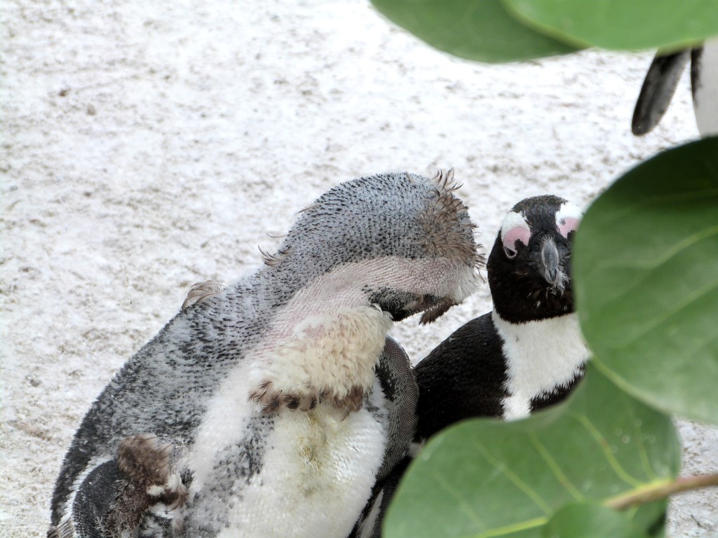 African Penguin (Spheniscus demersus) by Lee LPZ
