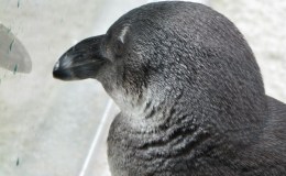 African Penguins at the Lowry Park&nbsp;Zoo