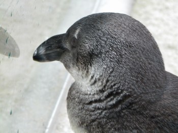 African Penguin (Spheniscus demersus) by Lee LPZ