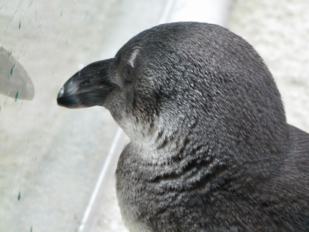 African Penguin (Spheniscus demersus) by Lee LPZ