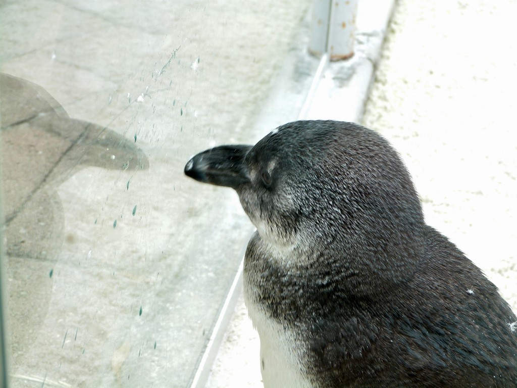 African Penguin (Spheniscus demersus) by Lee LPZ