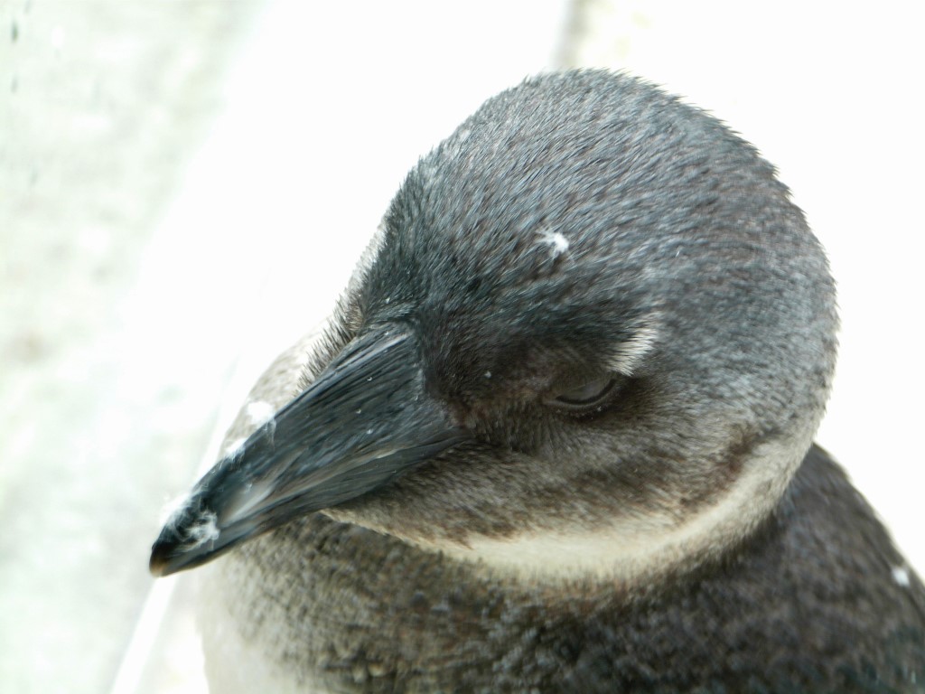 African Penguin (Spheniscus demersus) by Lee LPZ
