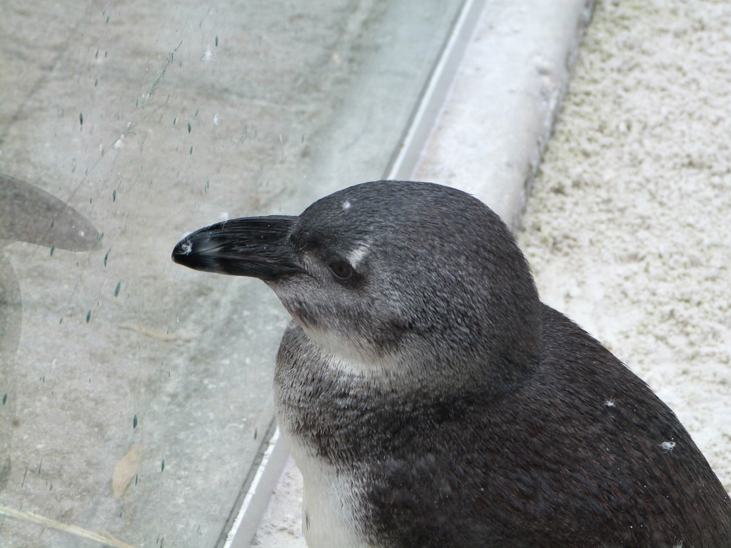African Penguin (Spheniscus demersus) by Lee LPZ
