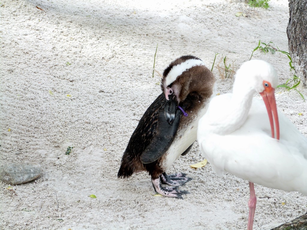 African Penguin (Spheniscus demersus) by Lee LPZ