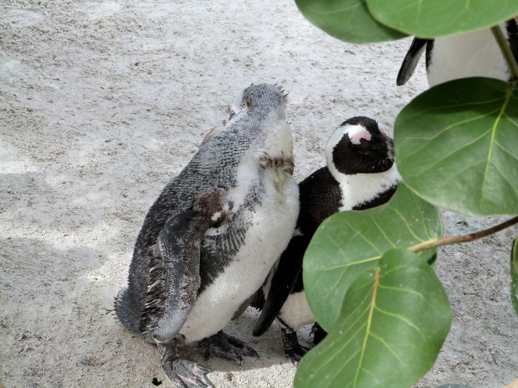 African Penguin (Spheniscus demersus) by Lee LPZ
