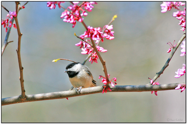 Carolina Chickadee (Poecile carolinensis) by Daves BirdingPix