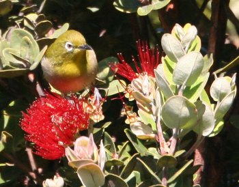 Japanese White-eye (Zosterops japonicus) by Margaret Sloan