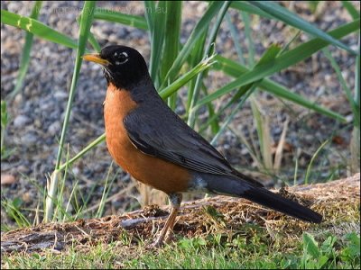 American Robin (Turdus migratorius) by Ian