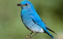 “B” is for Bluebird and  Bittern: “B” Birds, Part&nbsp;1