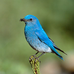 Mountain Bluebird (Sialia currucoides) for ajmithra's article