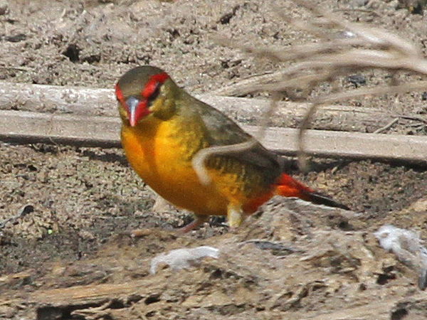 Orange-breasted Waxbill (Amandava subflava) by Dave Appleton