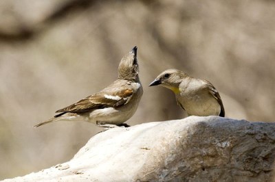 Yellow-throated Sparrow (Gymnoris xanthocollis) ©WikiC