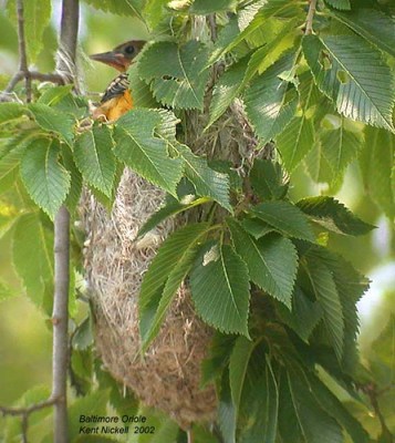 Baltimore Oriole (Icterus galbula) on nest by Kent Nickell