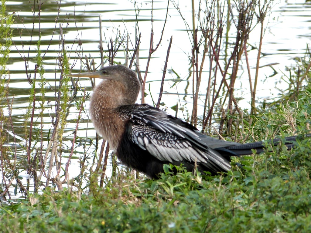 Anhinga (Anhinga anhinga) at Lake Morton by Lee