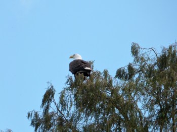 Bald Eagle (Haliaeetus leucocephalus) at Lake Morton by Lee